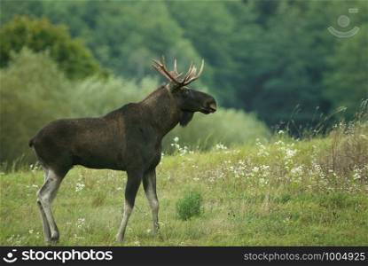 Poland , September, meeting with the elk bull (Alces alces) in a meadow among forests Horizontal view