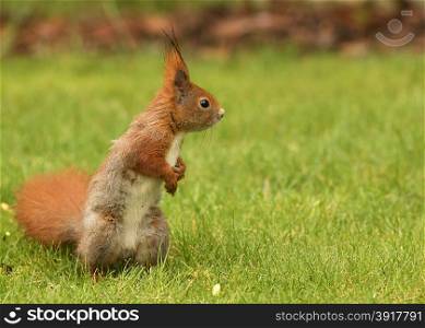 Poland.Spring in May.Male of European squirrel standing on hind legs and followers of his rival for the favor of females.