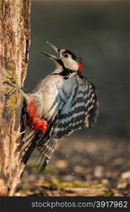 Poland , spring.Irritated male of the great spotted woodpecker on the trunk.The bird is shouting at other male sitting on the other side of a trunk.It is a time of the mating and rivalry for females.
