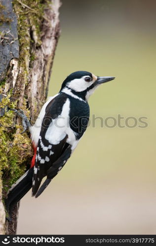 Poland,summer.Female the great spotted woodpecker on the trunk and looking around.