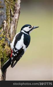 Poland,summer.Female the great spotted woodpecker on the trunk and looking around.
