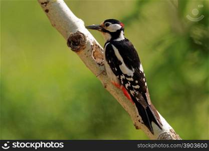 Poland , summer.Male of great spotted woodpecker sitting on birch and looking for food