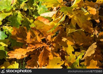Poland.Warsaw.Lazienki Royal Park in autumn , october.Horizontal,close view on the autumn oak leaves on the ground.Leaves in yellow, green and red
