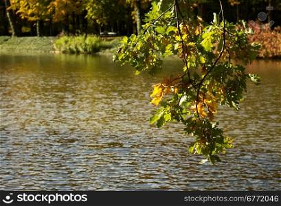 Poland.Warsaw.Lazienki Royal Park in autumn.October.Autumn. Branch with oak leaves on a background of water.Horizontal view.