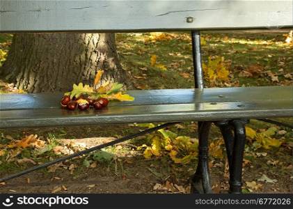 Poland.Warsaw.Lazienki Royal park in autumn.October.Autumn in the park. Bench and on it a few chestnuts and leaves. Front view.Horizontal view.