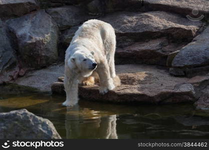 Polar Bear