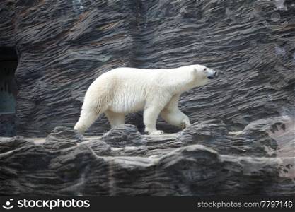 polar bear at the rock