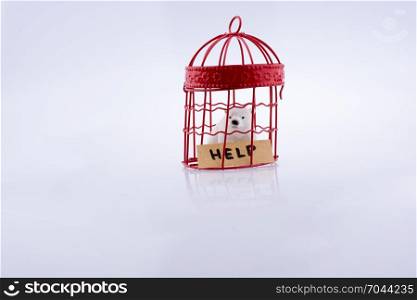 Polar bear captive in cage on white background