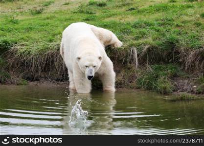 Polar bear going into the water