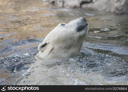 Polar bear in water