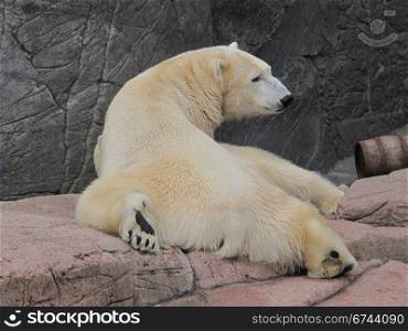 Polar bear relaxing, Ursus maritimus. polar bear looking backwards in the zoo of Copenhagen