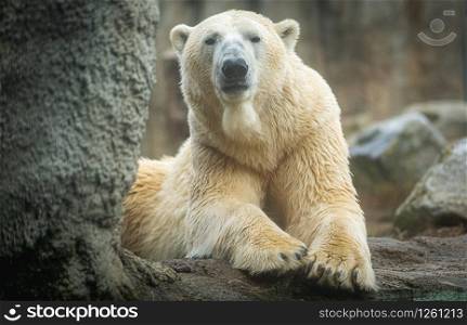 Polar bear sow, close up, lying on a boulder. Autumn in blijdorp rotterdam the netherlands. Polar bear sow, close up, lying on a boulder. Autumn