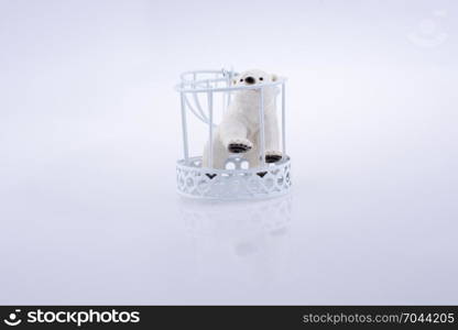Polar bear trapped in a metal cage