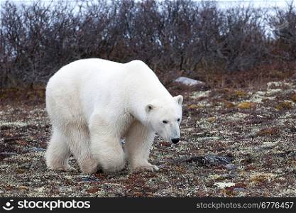 Polar bear (Ursus maritimus), Churchill, Manitoba, Canada