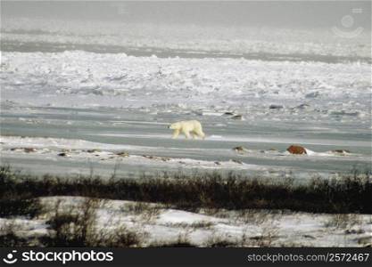 Polar bear (Ursus Maritimus) walking in a snow covered landscape