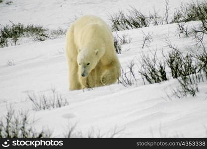 Polar bear (Ursus Maritimus) walking on a snow covered landscape