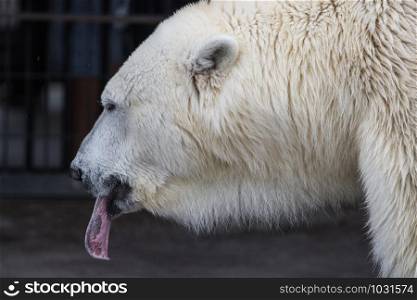 Polar bear (Ursus maritimus) with blue tongue.
