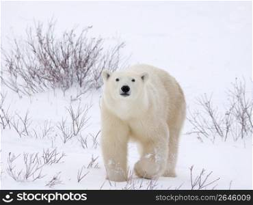 Polar bear waking across snow-covered field