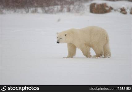 Polar Bears Canada North