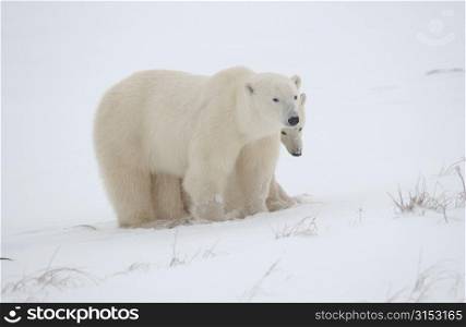 Polar Bears Canada North