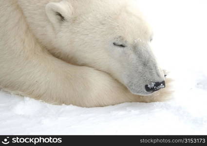 Polar Bears Canada North