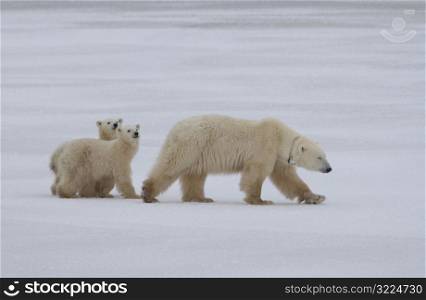 Polar Bears - Churchill Manitoba