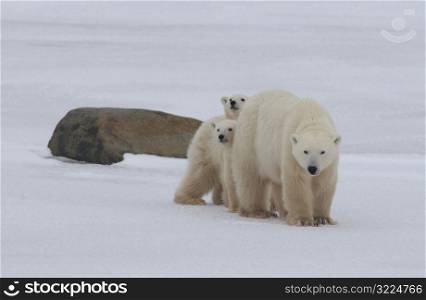 Polar Bears - Churchill Manitoba