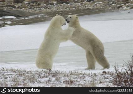 Polar Bears in Churchill Manitoba