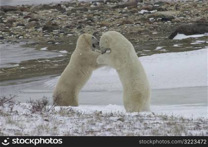 Polar Bears in Churchill Manitoba