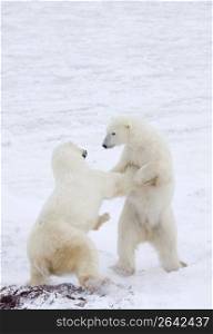 Polar bears in snow fighting