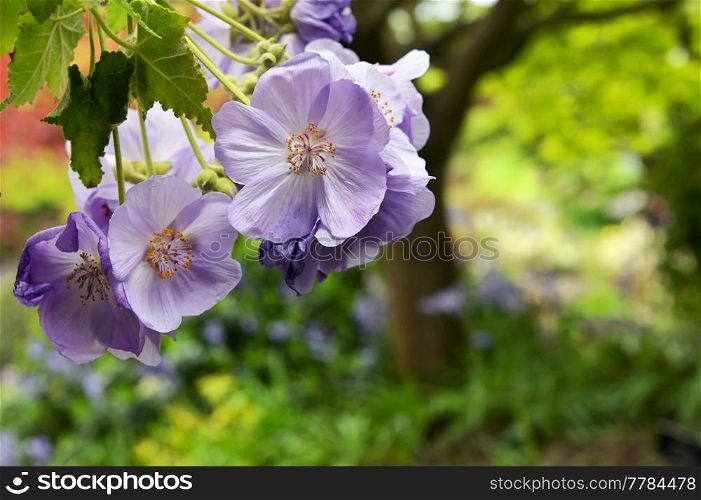 Polemonium caeruleum or Jacob&rsquo;s ladder flowers in garden
