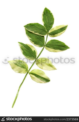 Polemonium reptans leaf isolated on a white background. Polemonium reptans plant isolated