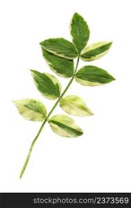 Polemonium reptans leaf isolated on a white background. Polemonium reptans plant isolated