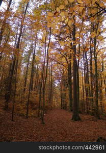 Polish forest in autumn. Nature concept.. Polish forest in autumn.