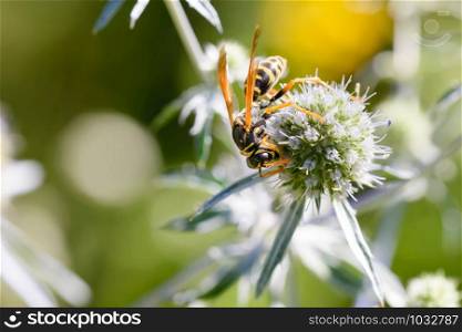 Polistes dominula, also known as European paper wasp, on an Eryngium campestre flower, under the warm summer sun. Kiev, Ukraine