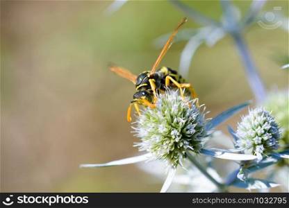 Polistes dominula, also known as European paper wasp, on an Eryngium campestre flower, under the warm summer sun. Kiev, Ukraine