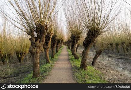 Pollard willows in de rhoonse grienden in Holland ,used for the production of willow wood for fences and furniture