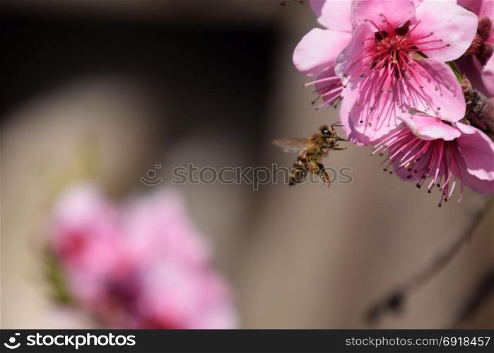 Pollination of flowers by bees peach. White pear flowers is a source of nectar for bees. Pollination of fruit trees.. Pollination of flowers by bees peach.