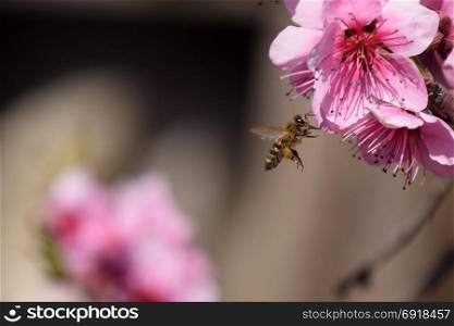 Pollination of flowers by bees peach. White pear flowers is a source of nectar for bees. Pollination of fruit trees.. Pollination of flowers by bees peach.