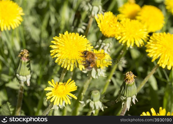 Pollination of flowers large bumblebee. Pollination of spring yellow flowers large bumblebee