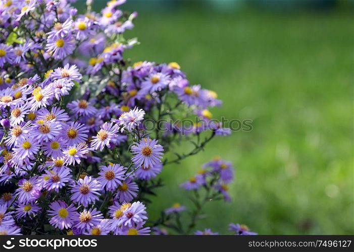 Pollination Of Violet Flowers Aster (Little Carlow)