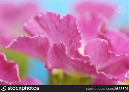 Polyantha primrose