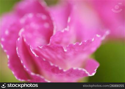Polyantha primrose