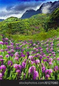 Polynesia. Tahiti. lupines Flower field and mountain