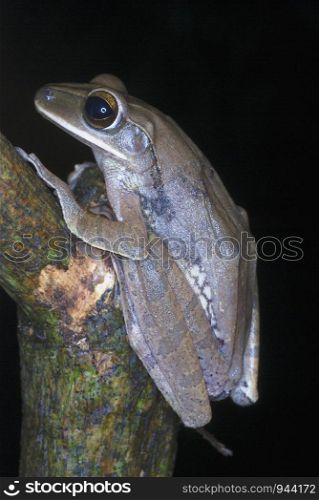 Polypedates leucomastyx. commonly known as Northeastern Tree frog. a common species of frog in lowland forests of NE India.Assam. India