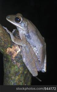 Polypedates leucomastyx. commonly known as Northeastern Tree frog. a common species of frog in lowland forests of NE India.Assam. India