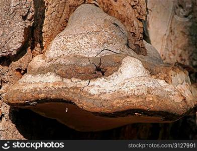 polypore mushroom on the birch