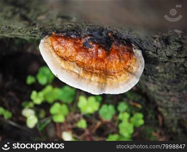 Polypore on a tree