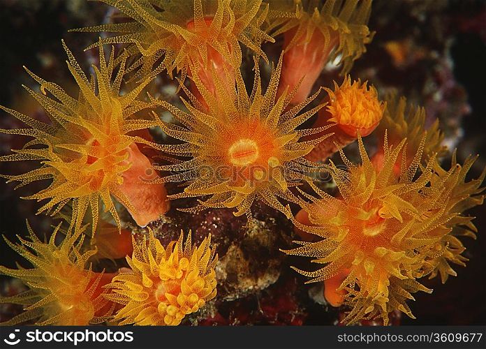 Polyps of cup coral feeding at night