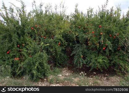 Pomegranade trees in the orchard, Turkey